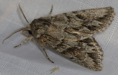 Andropolia diversilineata