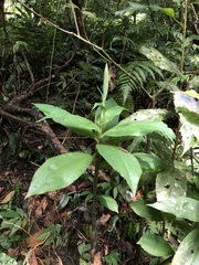 Habenaria pantlingiana