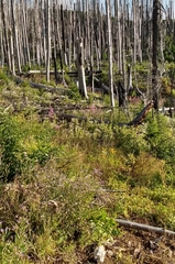 Eucephalus ledophyllus