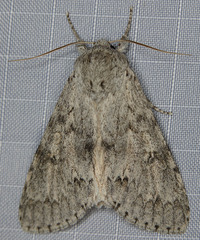 Acronicta