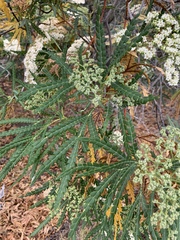 Lyonothamnus floribundus