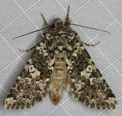 Hadena variolata