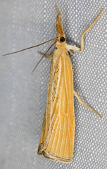 Pediasia dorsipunctellus