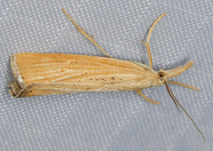 Pediasia dorsipunctellus