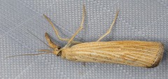 Pediasia dorsipunctellus