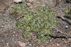 Echinofossulocactus lamellosus