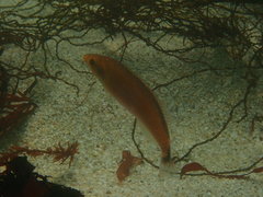 Halichoeres californicus