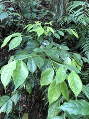 Lasianthus hispidulus