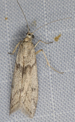 Homoeosoma impressalis