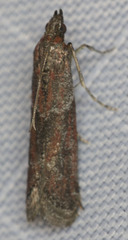 Ephestiodes erythrella