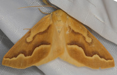 Sabulodes edwardsata