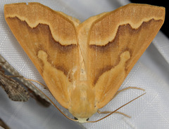 Sabulodes edwardsata