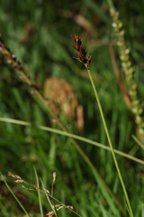 Carex leporina