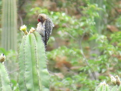 Melanerpes hypopolius