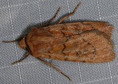 Setagrotis pallidicollis