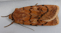 Setagrotis pallidicollis