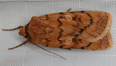 Setagrotis pallidicollis