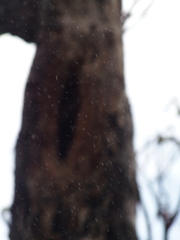 Eucalyptus marginata marginata