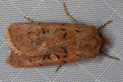 Setagrotis pallidicollis