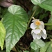 Begonia longifolia - Photo (c) jodyhsieh, some rights reserved (CC BY-NC)