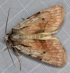 Setagrotis pallidicollis