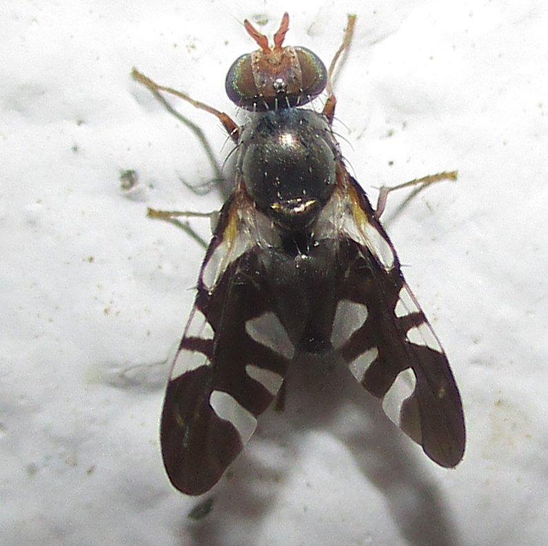 Metasphenisca bezziana