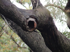 Eucalyptus marginata marginata