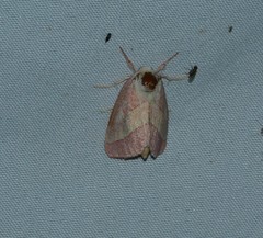 Hyparpax aurora