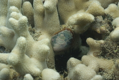 Pteriidae