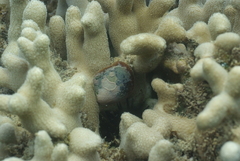 Pteriidae