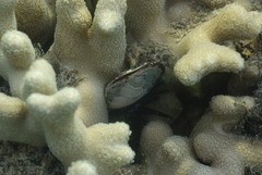 Pteriidae