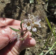 Phacelia mohavensis