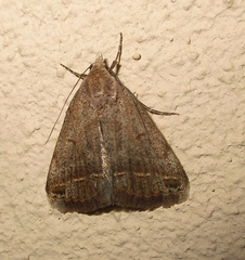 Acantholipes