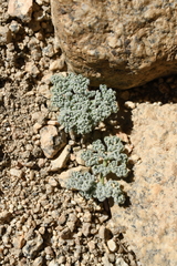 Oreonana clementis