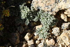 Oreonana clementis