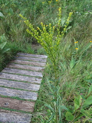 Solidago