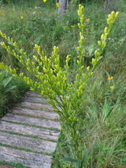 Solidago