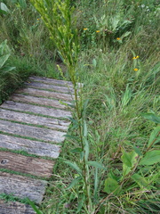 Solidago