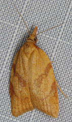 Sparganothis senecionana