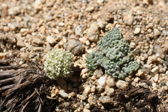 Oreonana clementis