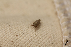 Latalus