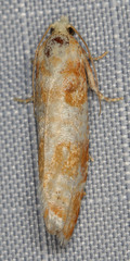Eucopina