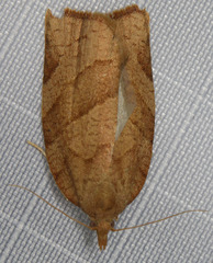 Pandemis pyrusana
