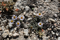 Erigeron pygmaeus