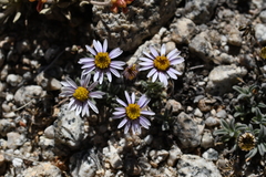 Erigeron pygmaeus