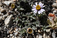 Erigeron pygmaeus