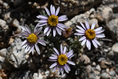 Erigeron pygmaeus