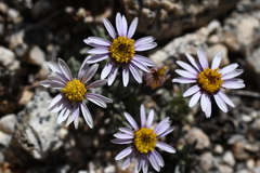 Erigeron pygmaeus