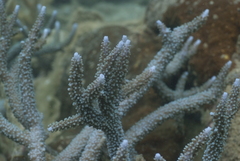 Acropora muricata