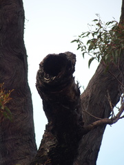 Eucalyptus marginata marginata